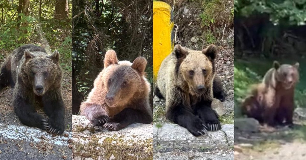 O familie din Sibiu a întâlnit opt urși pe Transfăgărășan în câțiva kilometri / „Unii sunt foarte mari” / Turiștii străini plătesc între 50 și 180 de euro agențiilor pentru a-i observa