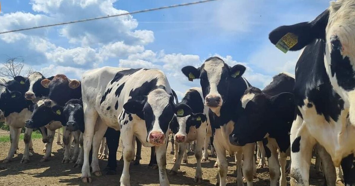 Crescătorii de vaci din România primesc cel mai mic preț pentru lapte din Uniunea Europeană